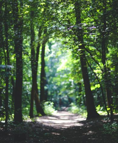 the-path-among-the-trees-6037